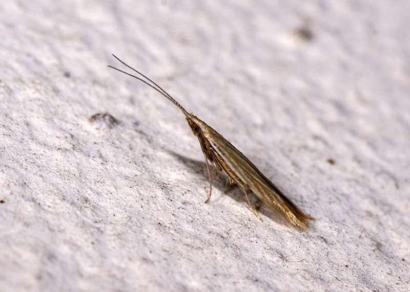 Coleophoridae Coleophora lineolea ?